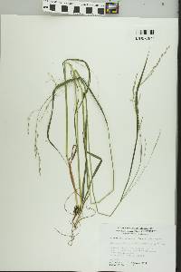 Festuca subverticillata image