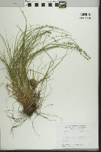 Carex radiata image