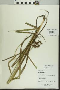 Scirpus georgianus image