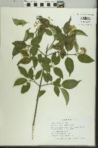 Cornus drummondii image