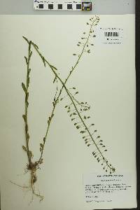 Thlaspi alliaceum image