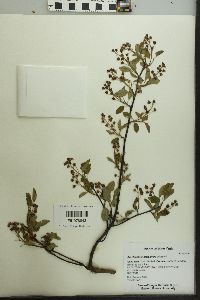 Amelanchier stolonifera image