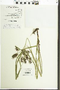 Cyperus tacnensis image