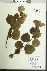 Pyrus calleryana image