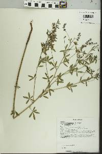 Pediomelum tenuiflorum image