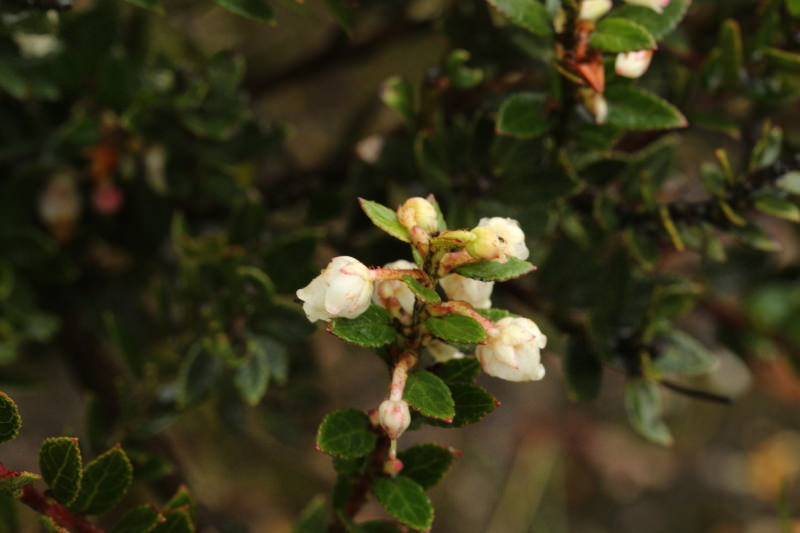 Pernettya prostrata image