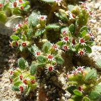 Image of Euphorbia setiloba