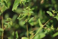 Chamaesyce hyssopifolia image