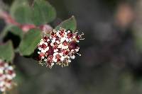 Euphorbia tomentulosa image