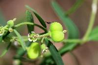 Euphorbia macropus image