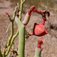 Euphorbia lomelii image