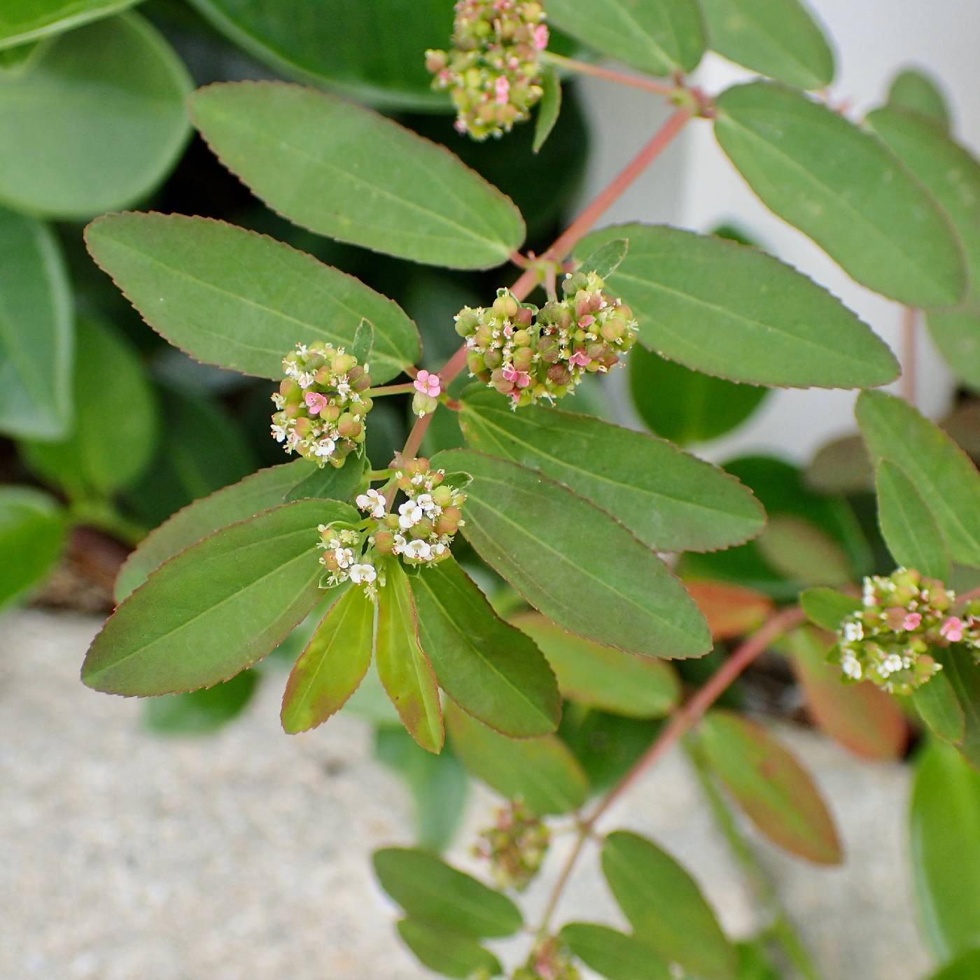 Euphorbia hypericifolia image