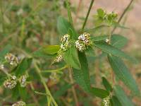 Euphorbia hypericifolia image