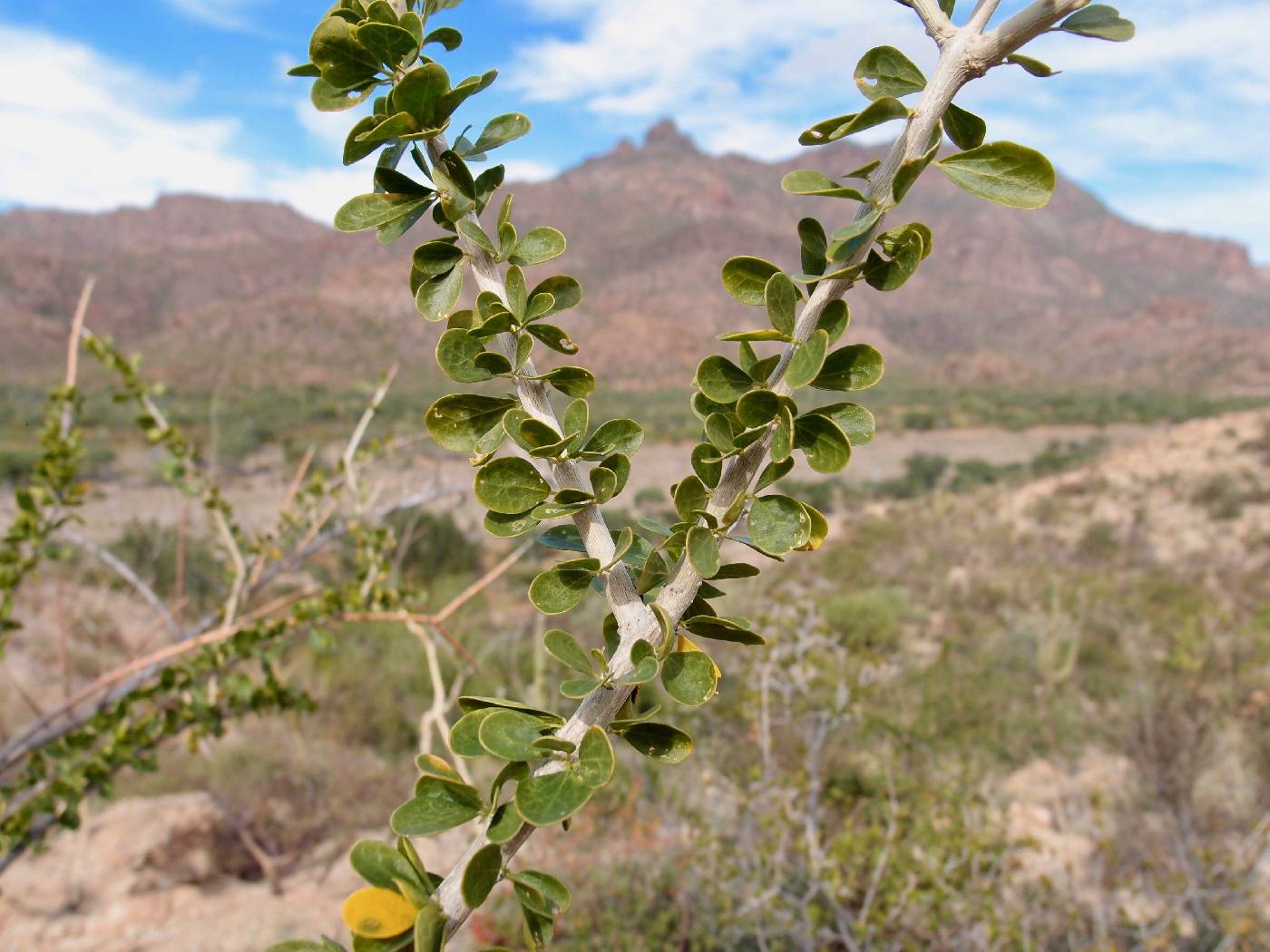 Adelia obovata image