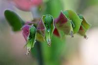 Image of Euphorbia bracteata