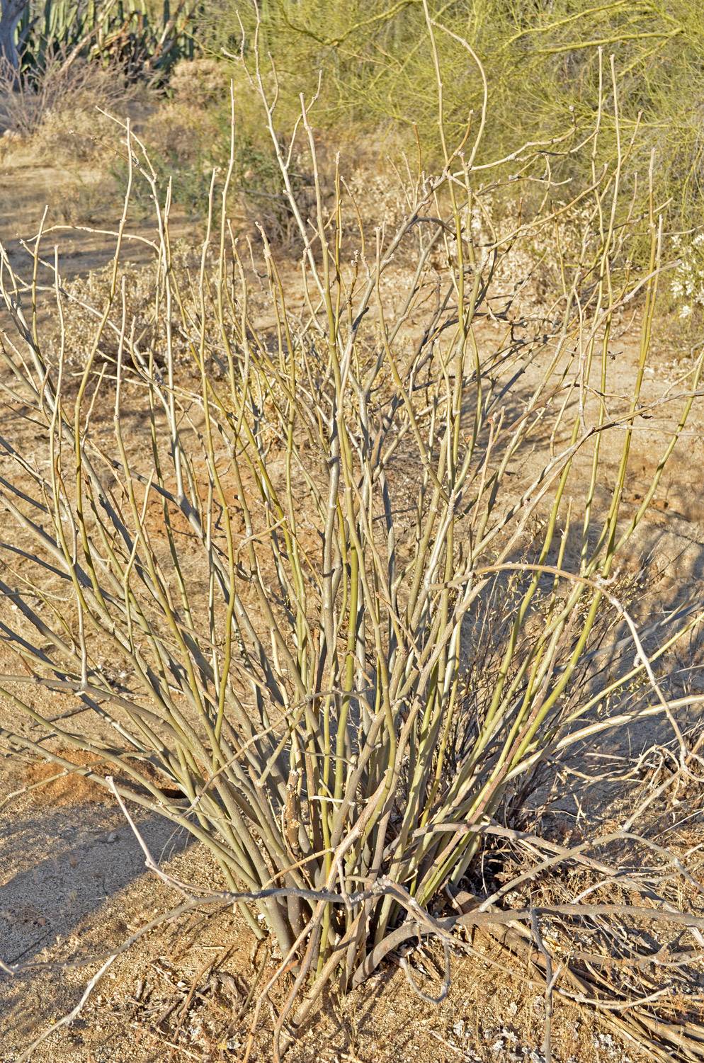 Jatropha cinerea image