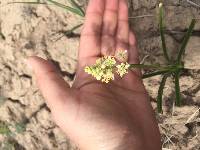 Zigadenus paniculatus image