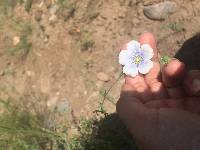 Linum lewisii image