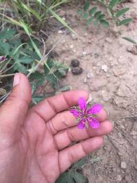 Geranium caespitosum image