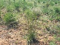 Hesperostipa comata image