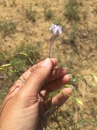 Ipomopsis longiflora image