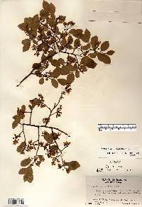 Vaccinium pallidum image