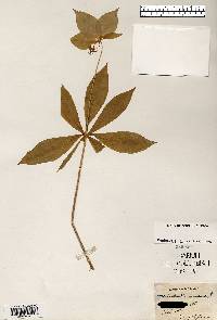 Medeola virginiana image