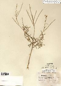 Sisymbrium altissimum image