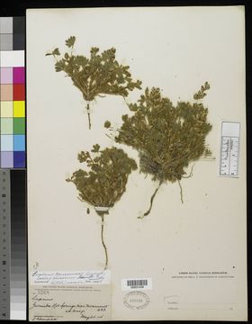 Lupinus concinnus subsp. concinnus image