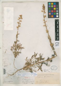 Lupinus arizonicus subsp. setosissimus image