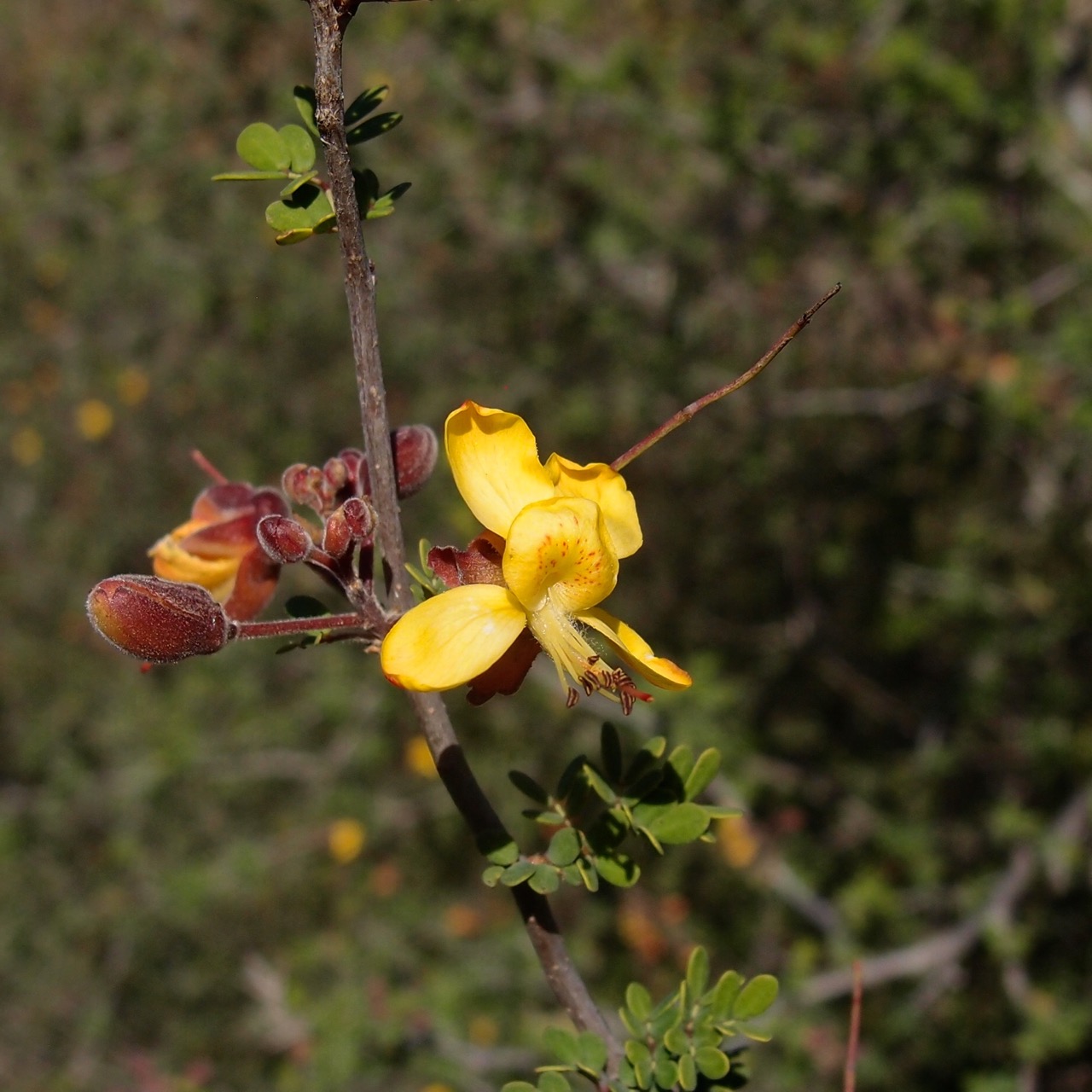 Caesalpinia palmeri image