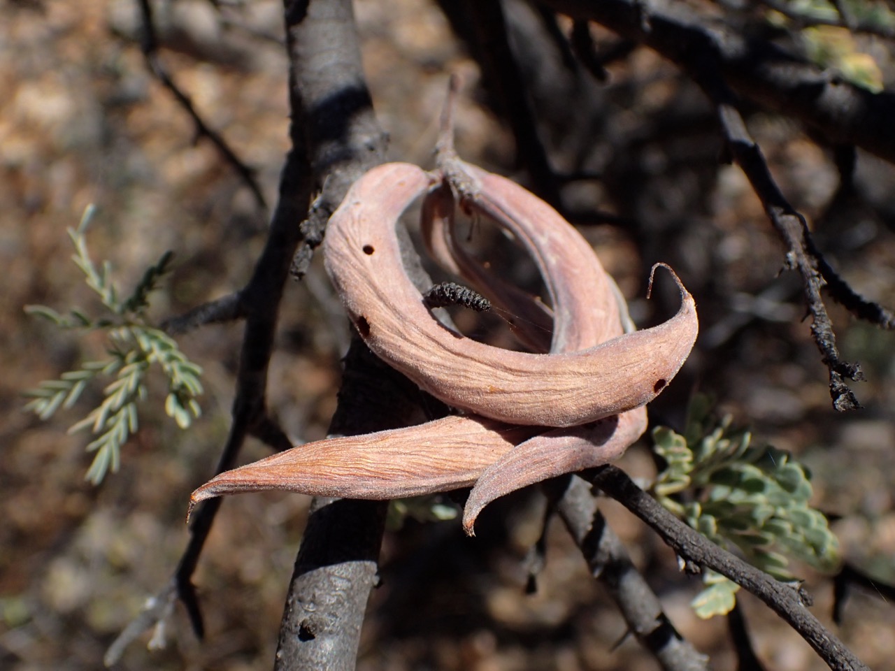 Prosopis palmeri image