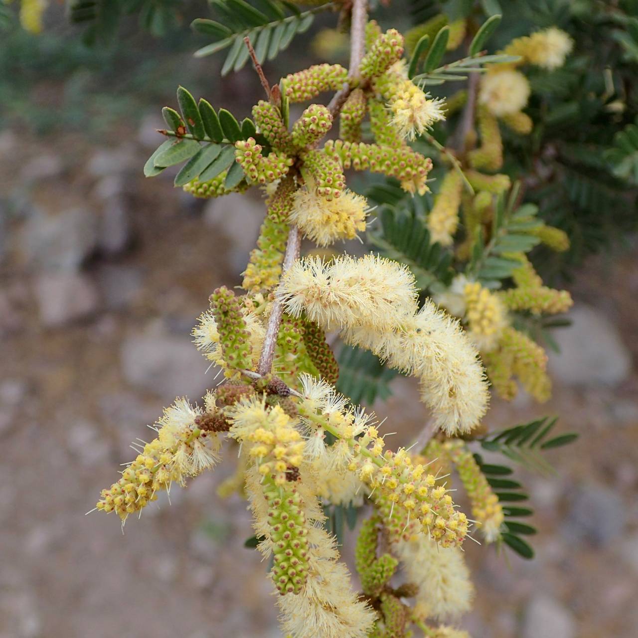 Acacia brandegeana image