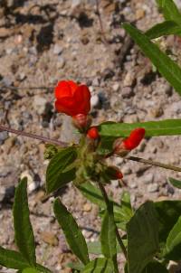 Phaseolus coccineus image