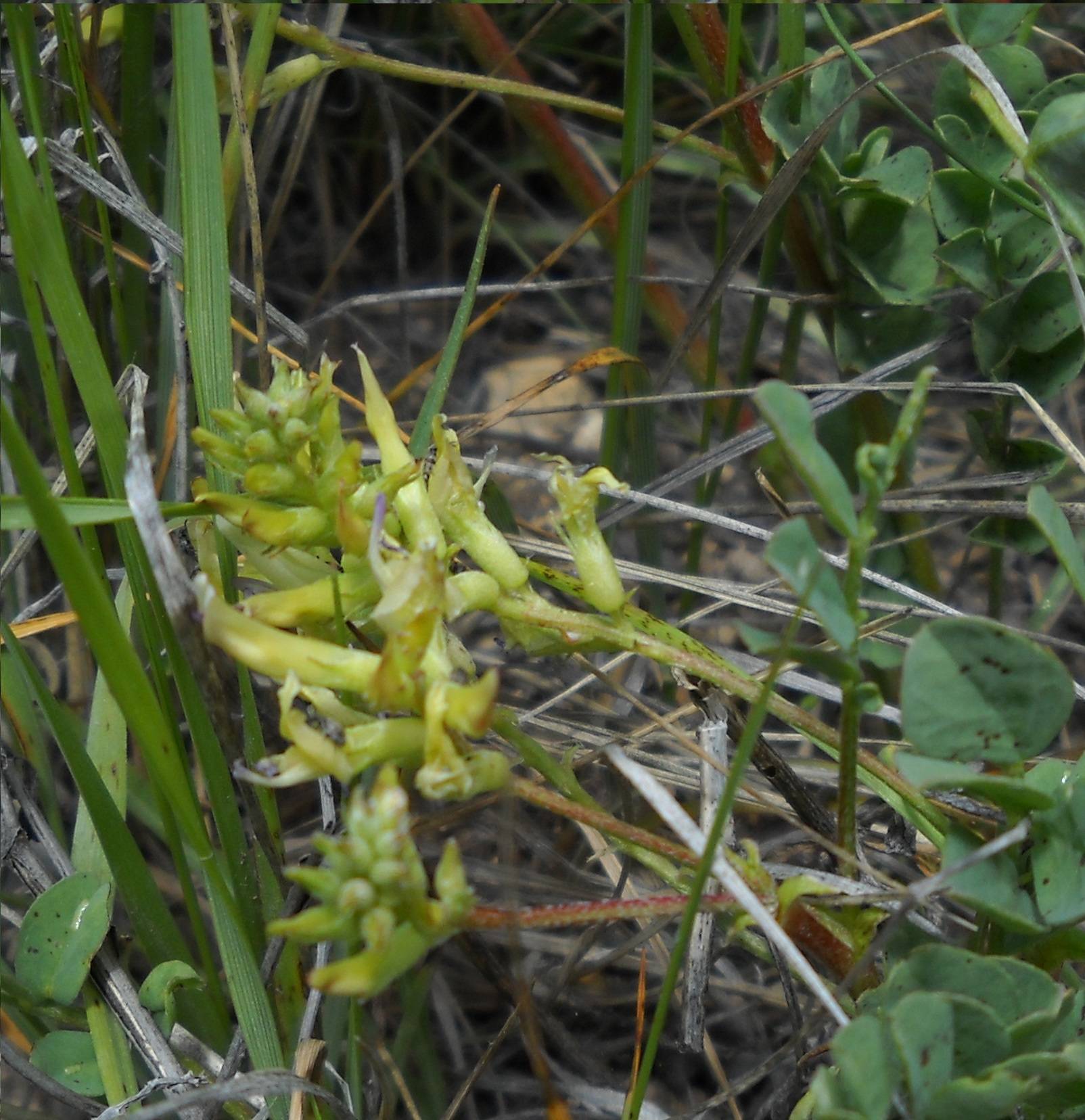 Astragalus lentiginosus var. salinus image