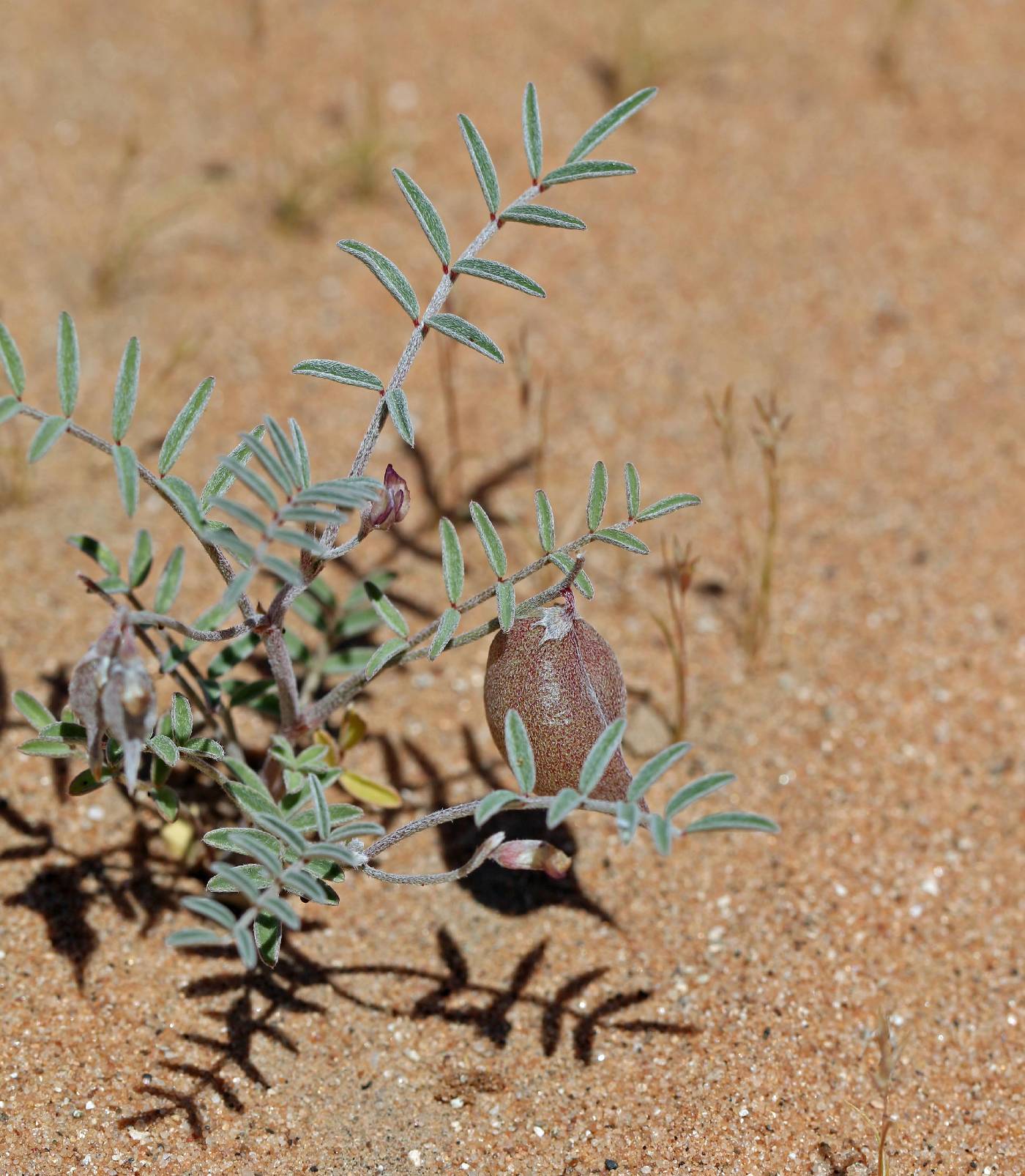 Astragalus insularis image