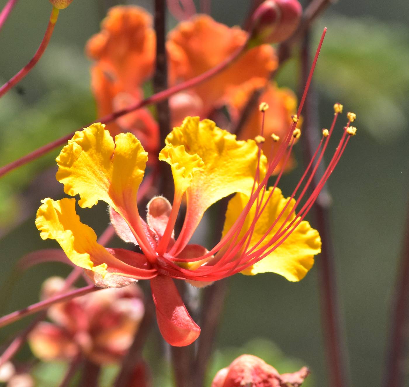 Caesalpinia pulcherrima image