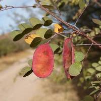 Image of Caesalpinia pumila