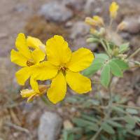 Senna covesii image