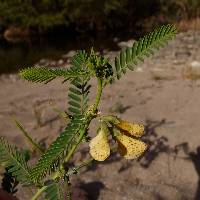 Image of Sesbania herbacea