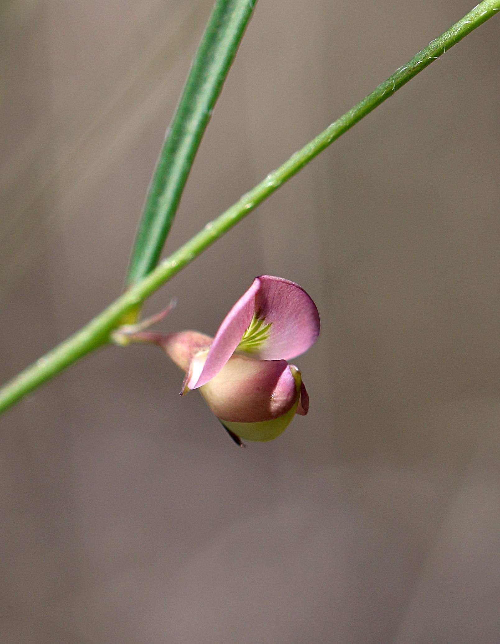 Sphinctospermum constrictum image