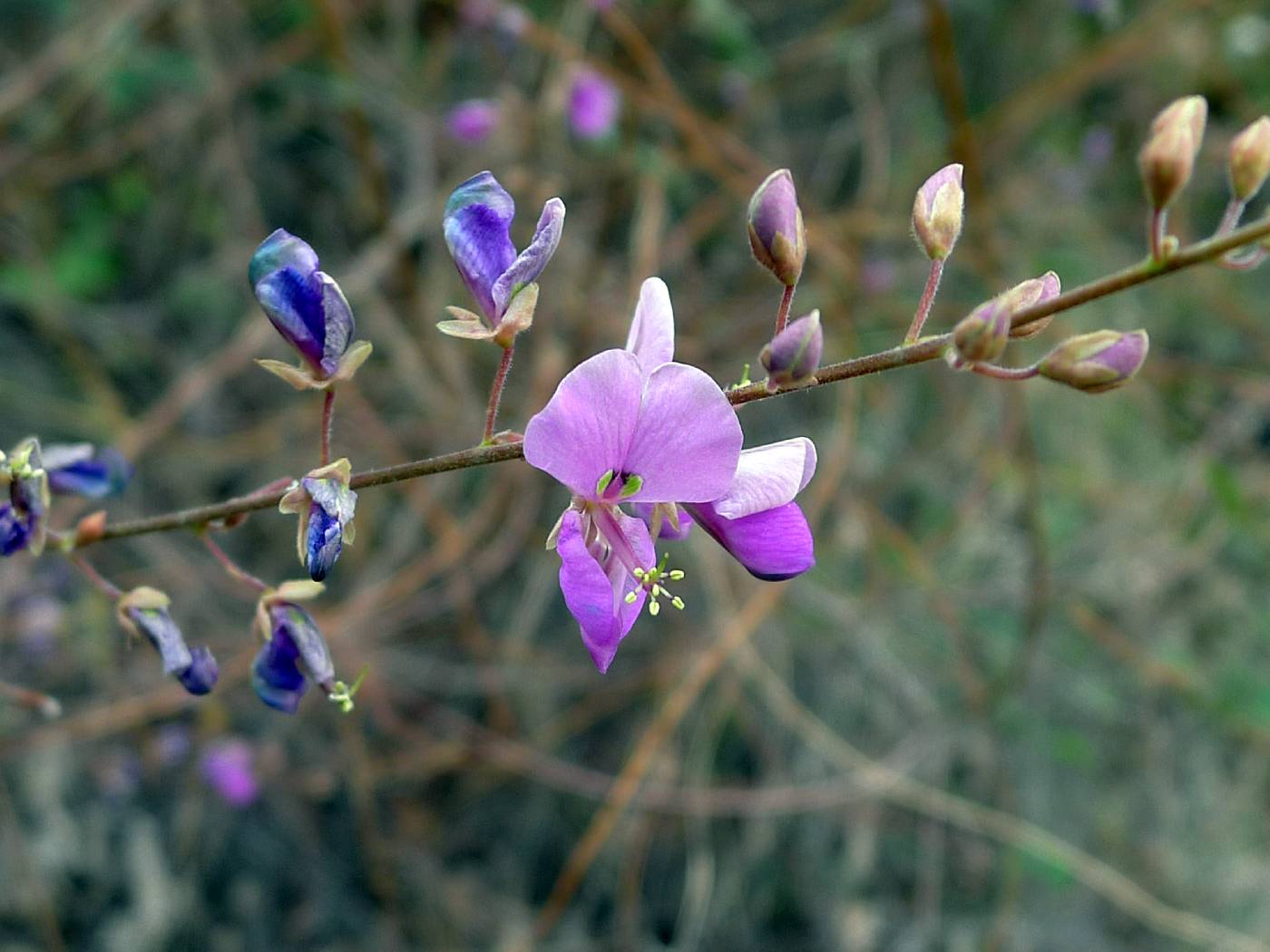 Desmodium cinerascens image