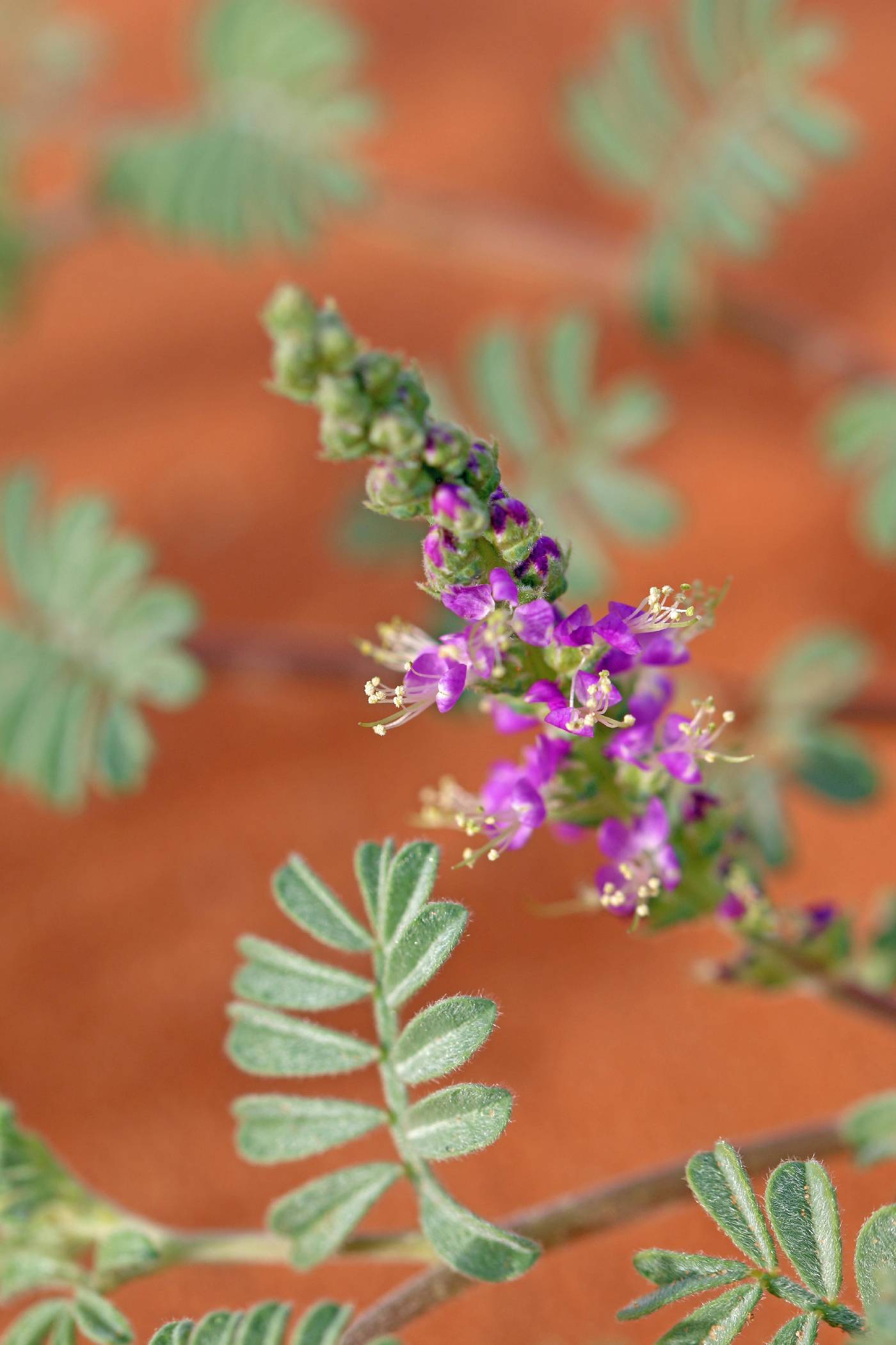 Dalea lanata image