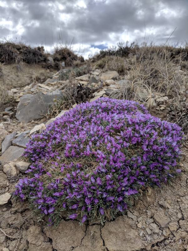 Astragalus wittmannii image