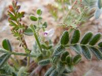 Astragalus nyensis image