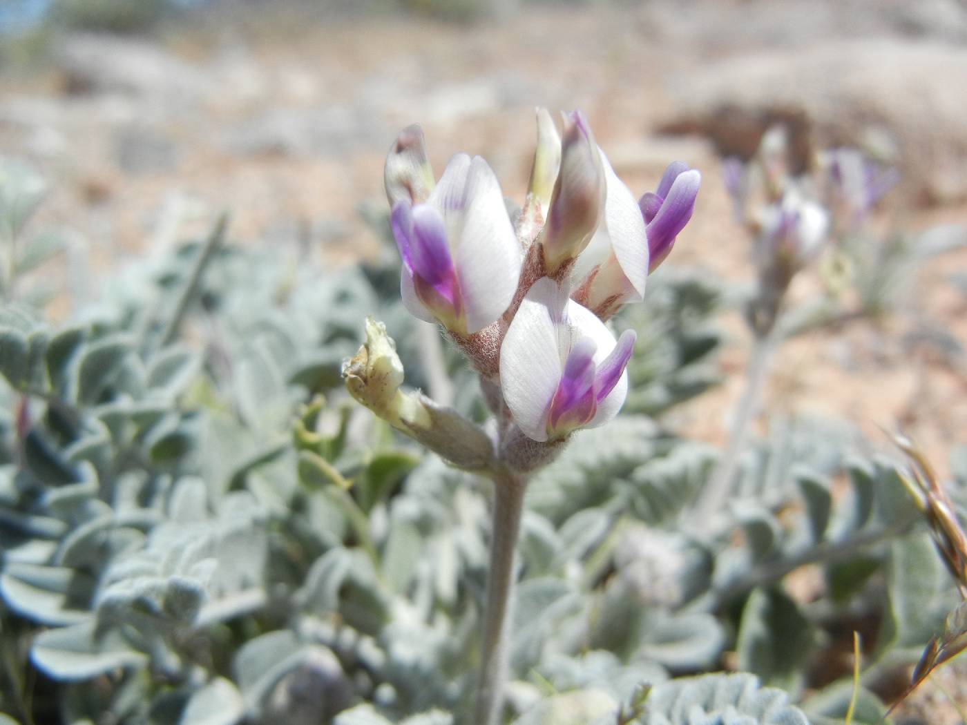 Astragalus tidestromii image