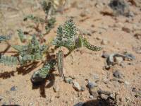 Astragalus nyensis image