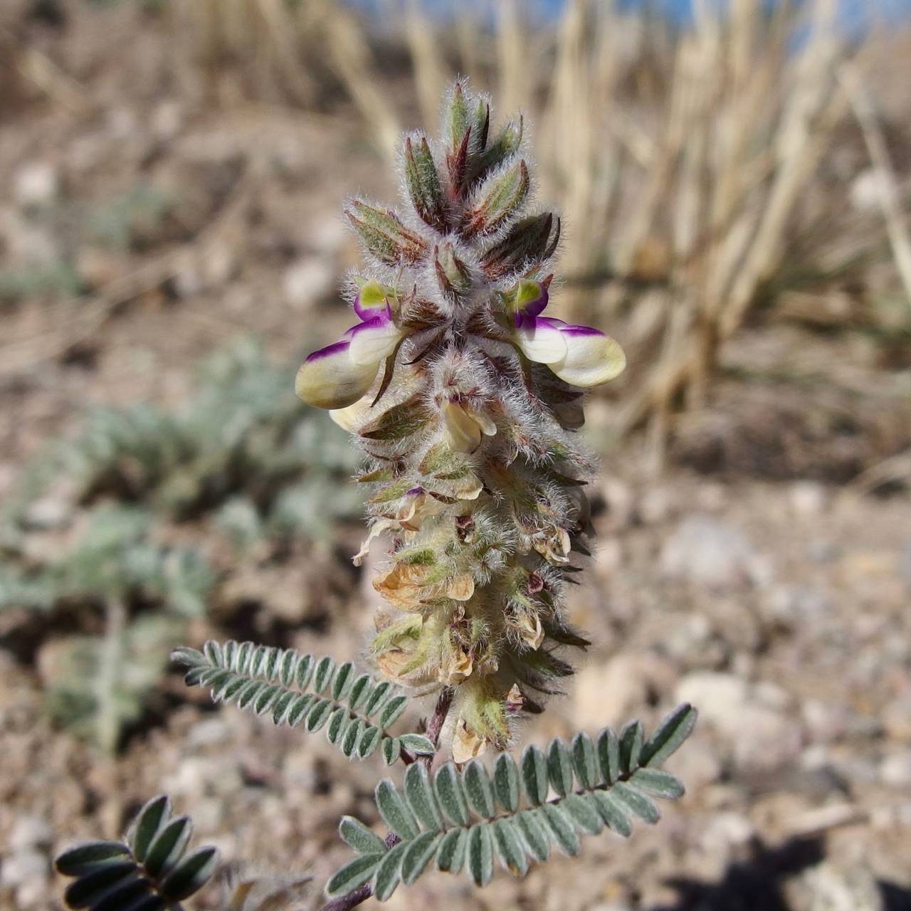 Marina calycosa image