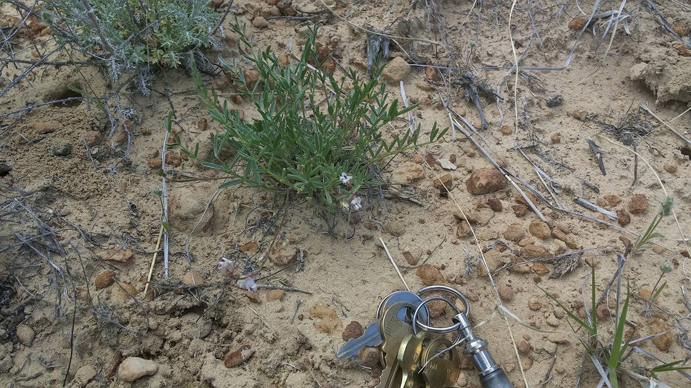 Astragalus knightii image