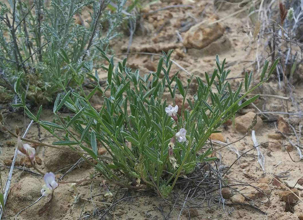 Astragalus knightii image